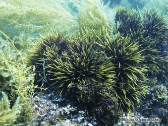 BLACK BALTIC MOSS